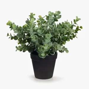 Eucalyptus Bush in Pot