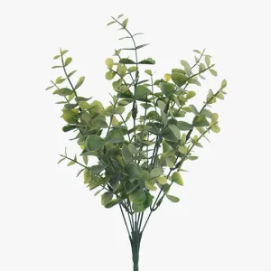Eucalyptus Bush